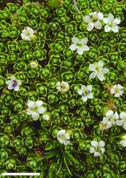 Veronica chionohebe. Habit and male flowers. Scale = 10 mm.
 Image: P.J. Garnock-Jones © Te Papa CC-BY-NC 3.0 NZ
